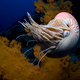 Image for article titled Incredible Photographs of Fractals Found in the Natural World